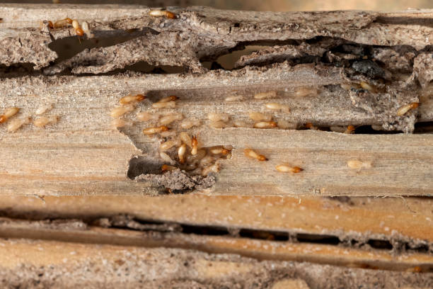 Best Affordable Pest Control Services  in Windsor Heights, IA